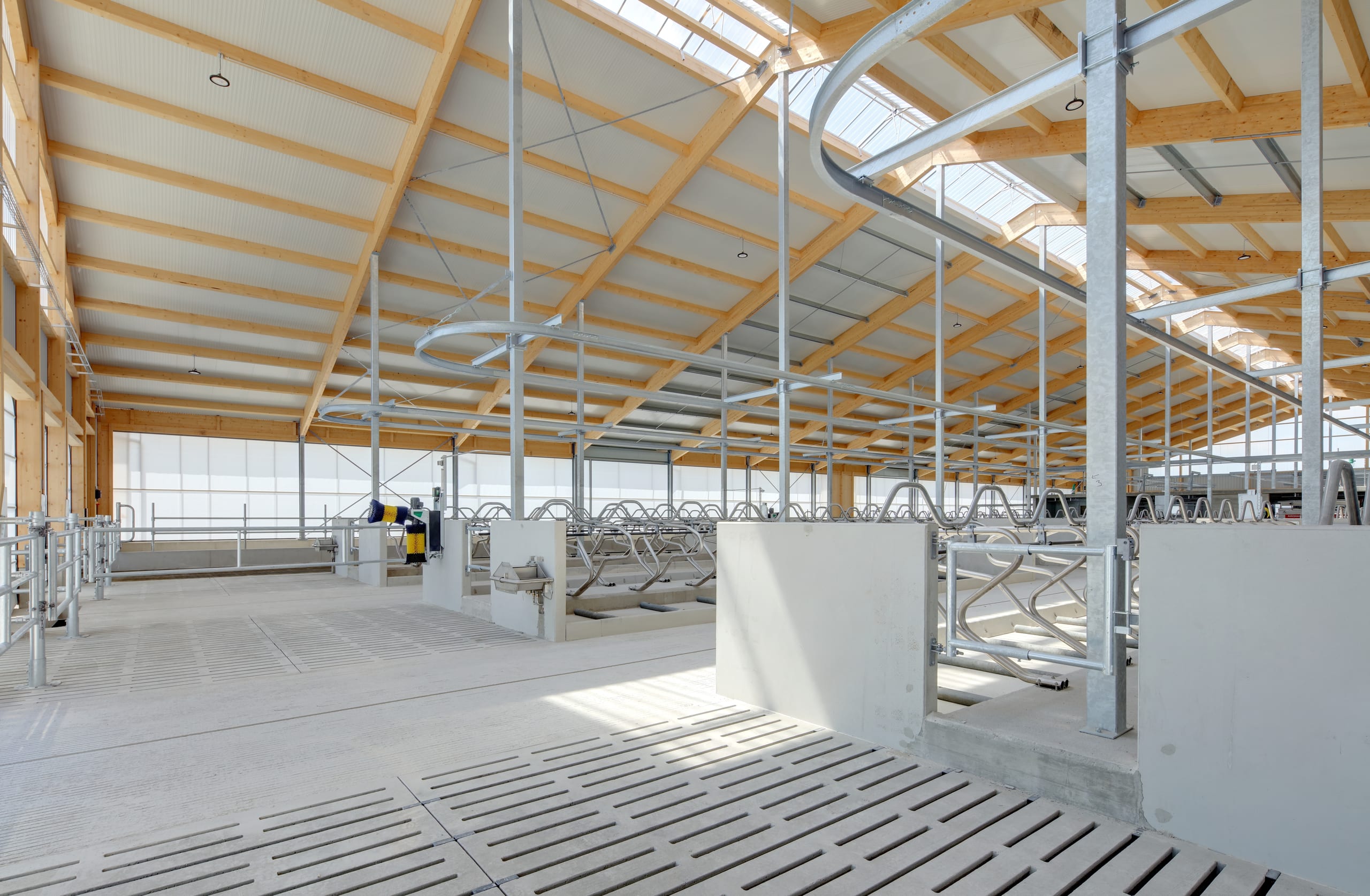 Stallgang mit Betonfertigteilen im Milchviehstall Hattenhofen – Agrarbau Härle Bau