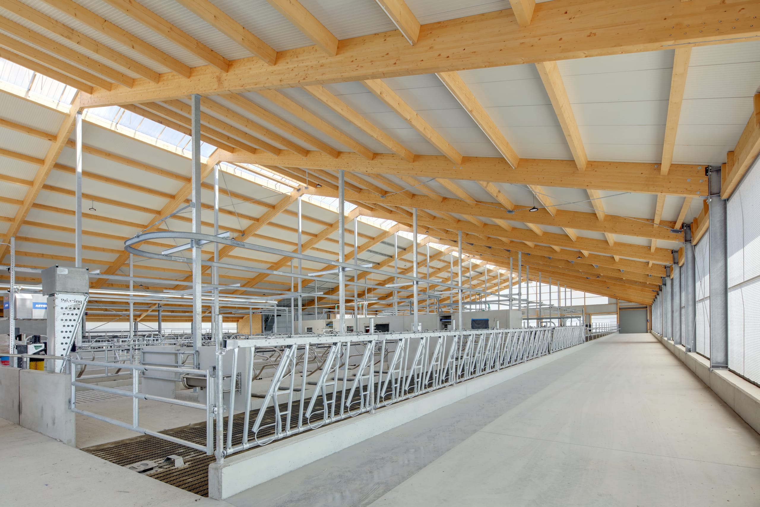Futtergang mit Fressgitter und Holzdachtragwerk im Milchviehstall Hattenhofen – Agrarbau Härle Bau